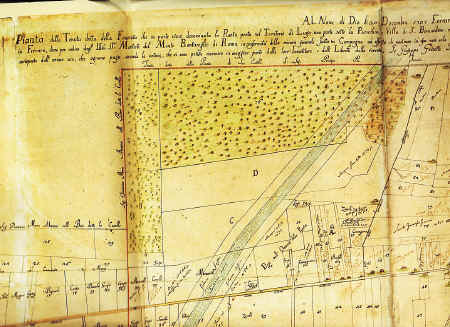 pianta-della-pianta.jpg (471053 byte)